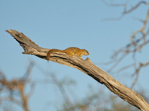 Smith's Bush Squirrel (Paraxerus cepapi)