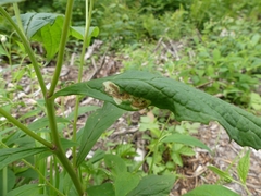 Liriomyza limopsis