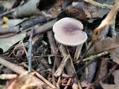 Lactarius mutabilis