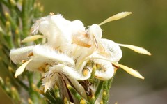 Petrophile serruriae