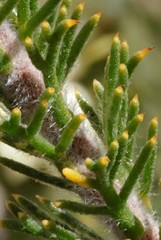 Petrophile serruriae