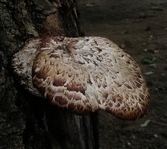 Cerioporus squamosus