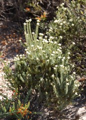 Petrophile serruriae