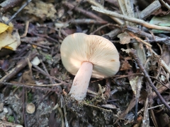 Lactarius mutabilis