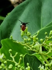 Euaspis polynesia