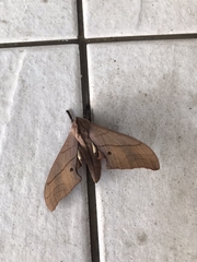 Marumba cristata