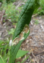 Liriomyza limopsis