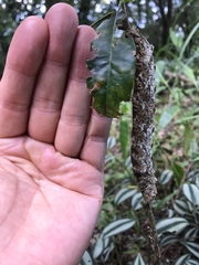 Marumba cristata