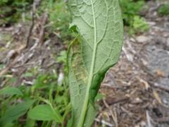 Liriomyza limopsis