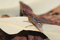 Calliphora hilli