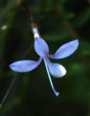 Prismatocarpus diffusus