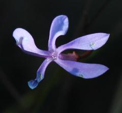 Prismatocarpus diffusus