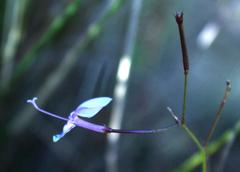 Prismatocarpus diffusus