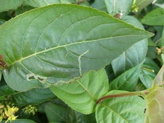 Aulagromyza orbitalis
