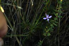 Prismatocarpus diffusus