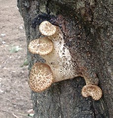 Cerioporus squamosus