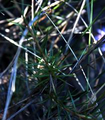 Prismatocarpus diffusus