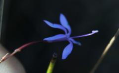 Prismatocarpus diffusus