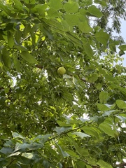 Maclura