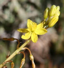 Bulbine lagopus