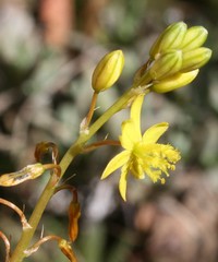 Bulbine lagopus