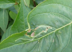Aulagromyza orbitalis