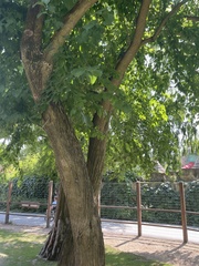 Maclura