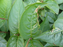 Aulagromyza orbitalis