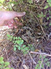 Pellaea pteroides