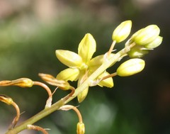 Bulbine lagopus
