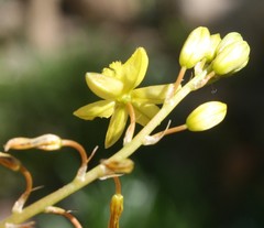 Bulbine lagopus