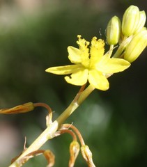 Bulbine lagopus