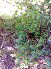Pellaea pteroides