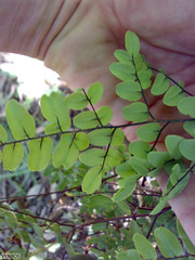 Pellaea pteroides