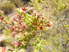 Calytrix exstipulata