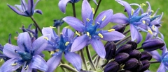 Scilla peruviana