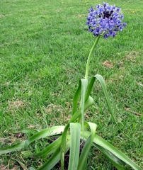 Scilla peruviana