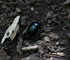 Geotrupes balyi