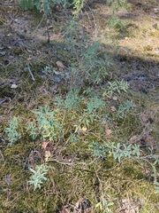 Chamaecytisus kreczetoviczii