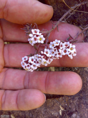 Crassula pruinosa