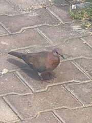 Streptopelia senegalensis