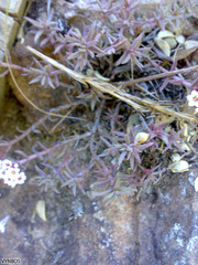 Crassula pruinosa