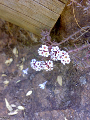 Crassula pruinosa