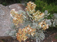 Crassula arborescens arborescens