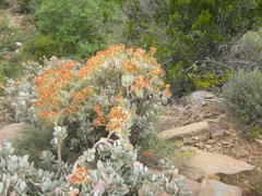 Crassula arborescens arborescens