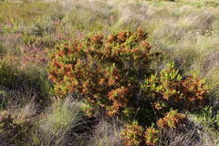 Erica curviflora curviflora