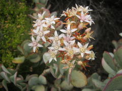 Crassula arborescens arborescens