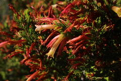 Erica curviflora curviflora
