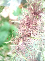 Tetranychus lintearius