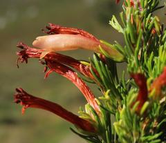 Erica curviflora curviflora